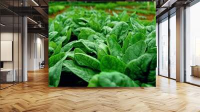 Rows of fresh young garden spinach. Wall mural