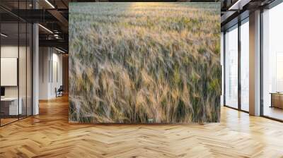 Wheat field lit by the setting sun Wall mural