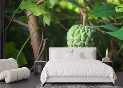 Fresh custard apple in the garden Wall mural