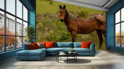 horse in the field Wall mural