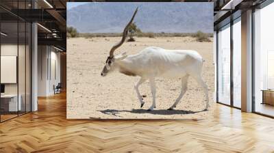 Antelope Addax Wall mural