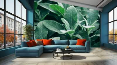 Salvia officinalis with velvety leaves, close-up. Wall mural