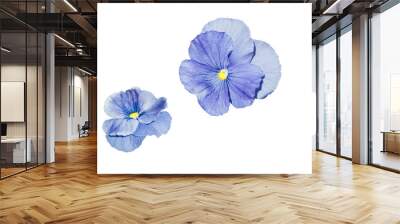 Two Viola tricolor with dark and light blue petal, yellow heart, close-up.  Wall mural