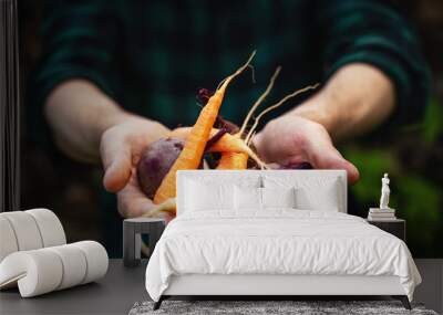 Carrots and beets in the man farmer hands in a green plaid shirt Wall mural