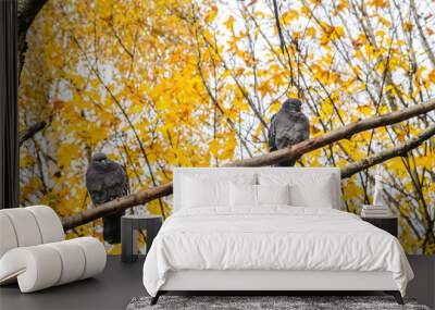 Two Pigeons are sitting on a tree branch in an autumn park with yellow tree crowns Wall mural