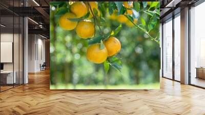 A group of Orange fruit Wall mural