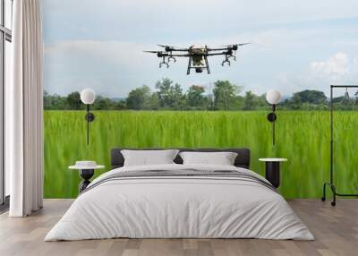 Drone is flying over the rice filed Wall mural