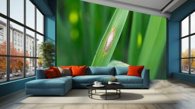 Rice blast diseases on leaf Wall mural