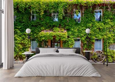 old house with wall overgrown by wild grapes Wall mural