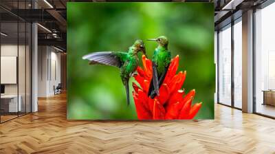 Amazilia decora, Charming Hummingbird, bird feeding sweet nectar from flower pink bloom. Hummingbird behaviour in tropic forest, nature habitat in Corcovado NP, Costa Rica. Two bird in fly, wildlife. Wall mural