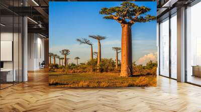 beautiful baobab trees at sunset at the avenue of the baobabs in madagascar Wall mural