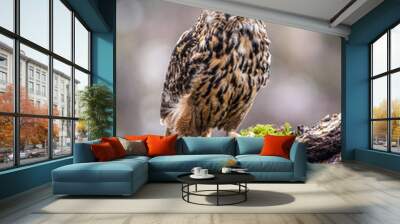 Eurasian Eagle Owl (Bubo bubo), flying bird with open wings with the autumn forest in the background, animal in the nature habitat. Wall mural