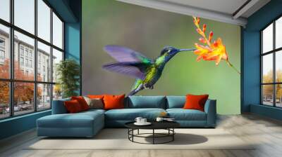 Hummingbird Long-tailed Sylph, Aglaiocercus kingi with orange flower, in flight. Hummingbird from Colombia in the bloom flower, wildlife from tropic jungle. Wall mural