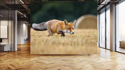 hungry fox. red fox, vulpes vulpes, hunting voles on stubble. fox running on field after corn harves Wall mural