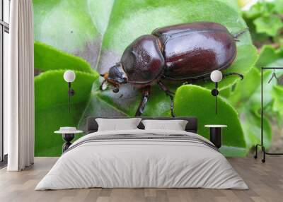 bug Wall mural