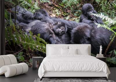 Mountain gorilla in the jungles of Rwanda, Africa Wall mural