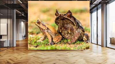 Nature wildlife image of The Bornean Horn Frog (Megophrys Nasuta) Wall mural