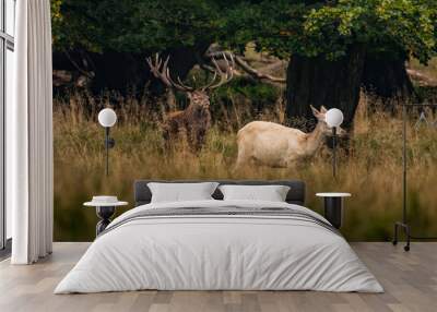 Red Deer Stags (Cervus elaphus)  Wall mural