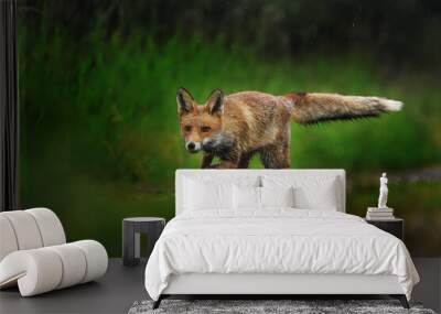 Red fox, Vulpes vulpes, running on green meadow and splashing water around. Orange fur coat animal hunting in rain. Fox in spring nature. Wildlife scene. Habitat Europe, Asia, North America. Wall mural