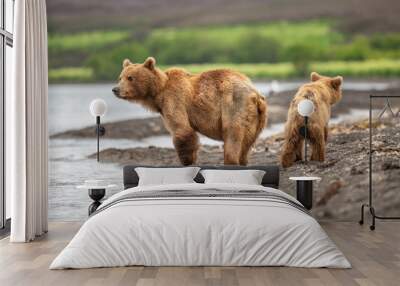 Ruling the landscape, brown bears of Kamchatka (Ursus arctos beringianus) Wall mural