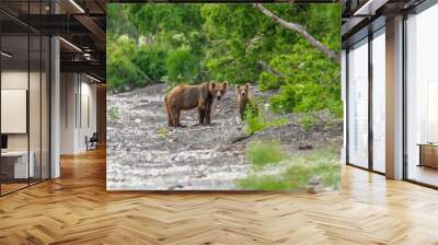 Ruling the landscape, brown bears of Kamchatka (Ursus arctos beringianus) Wall mural