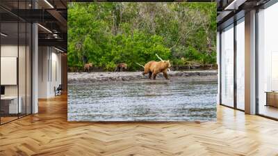 Ruling the landscape, brown bears of Kamchatka (Ursus arctos beringianus) Wall mural