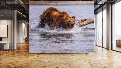 Ruling the landscape, brown bears of Kamchatka (Ursus arctos beringianus) Wall mural