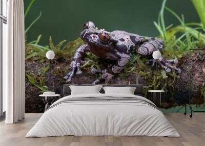 white-brown masked forest frog sitting on a log Wall mural