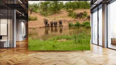 Wild african elephant close up, Botswana, Africa Wall mural