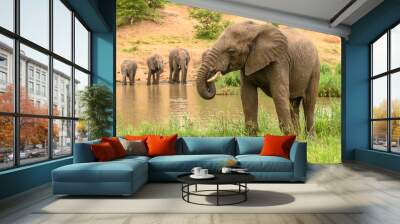 Wild african elephant close up, Botswana, Africa Wall mural