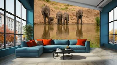 Wild african elephant close up, Botswana, Africa Wall mural