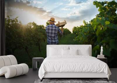 Back view a young farmer man holding box of grapes . Agronomist worker stands in vineyards. Wall mural