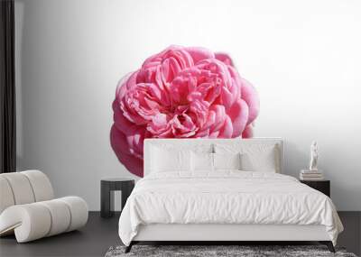 Beautiful pink rose in the wild, isolated on a white background. Wall mural