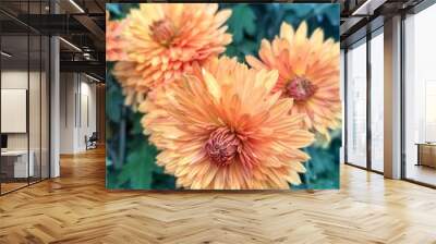 chrysanthemum flowers Wall mural