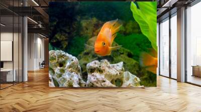 beautiful aquarium decorative orange parrot fish Wall mural