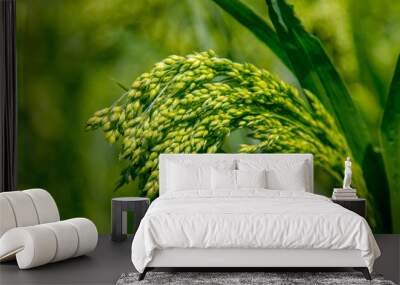 Preview green field plant millet background Wall mural