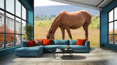 horse eats grass in the meadow Wall mural