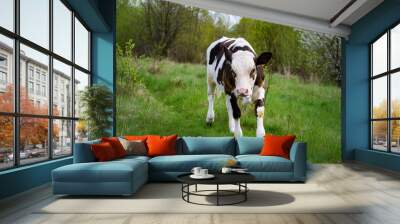 Summer baby cow grazing landscapes. Funny small cow walking on the grass. Wall mural