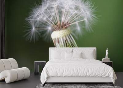 dandelion Wall mural