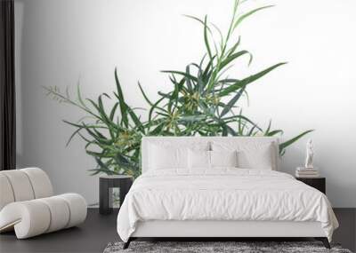 wild field grass, top view, isolated on a transparent background, 3D illustration, cg render Wall mural