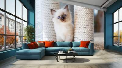 kitten cat breed sacred burma on a light background Wall mural