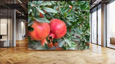 Two ripe red pomegranate fruit growing on a green branch Wall mural