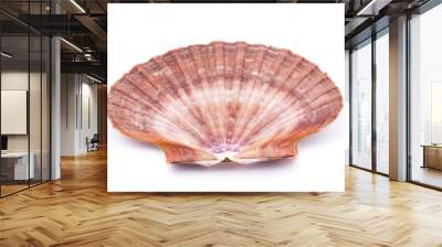 Sea shell isolated on white background Wall mural