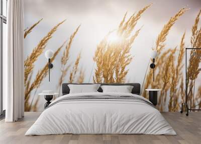 Dry spikelets of the high grass are growing in the autumn field. Herbs of wheat in the nature. Beautiful plants background with grey sky. Wall mural