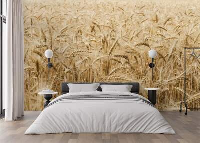 Fragrant ripe wheat in spikelets on the field Wall mural