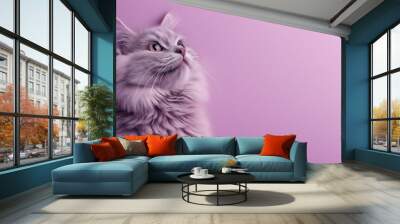 Close-up of a fluffy grey kitten with soft fur and blue eyes gazing upwards against a pastel purple background.

 Wall mural