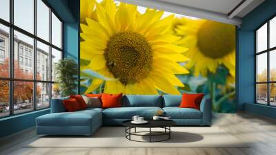 Large blooming sunflowers close-up on the field Wall mural