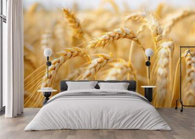 Ripening ears of yellow wheat in a sun tanned field, surrounded by lush green leaves and sturdy stems. A beautiful rural landscape, perfect for agriculture, growth, and harvest. Wall mural