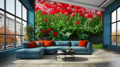 Flowerbed of white-pink tulips Wall mural