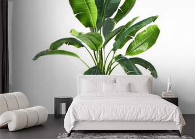 Decorative banana plant in concrete vase isolated on white background. 3D Rendering, Illustration. Wall mural